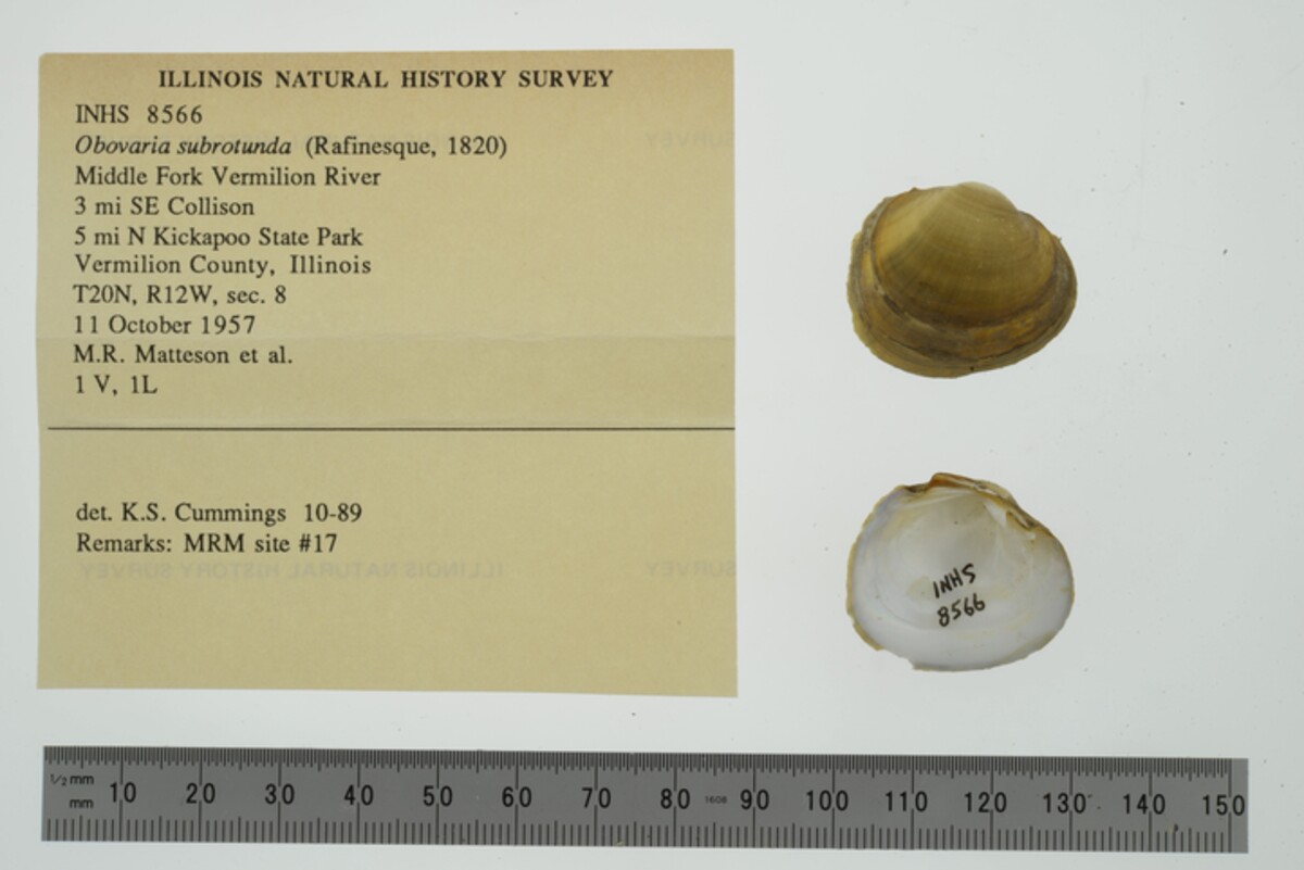 Obovaria subrotunda image