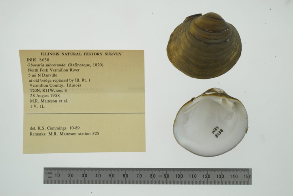 Obovaria subrotunda image