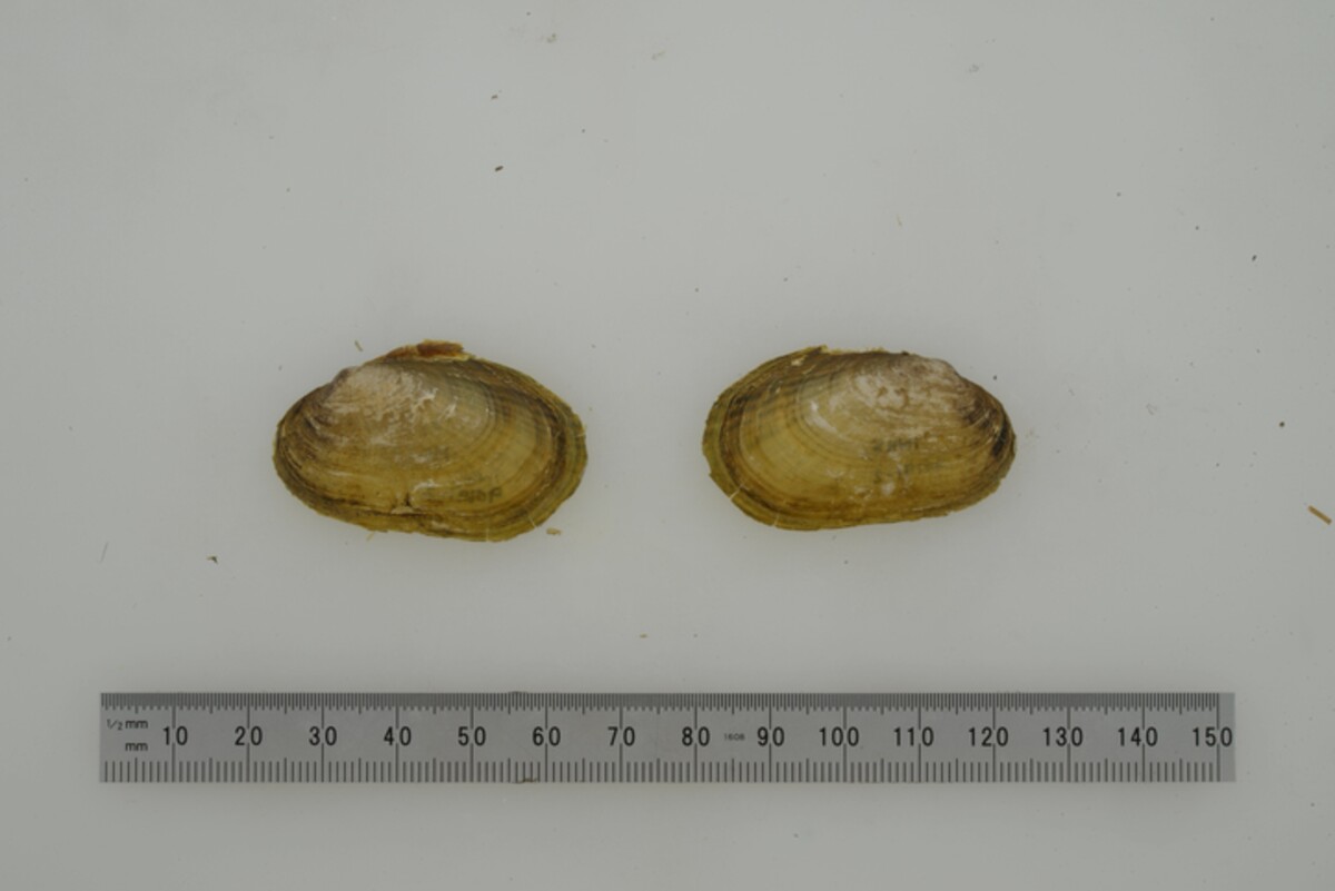 Friersonia iridella image