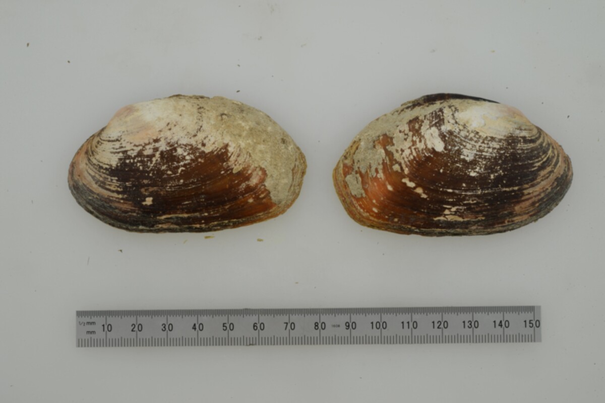Disconaias fimbriata image
