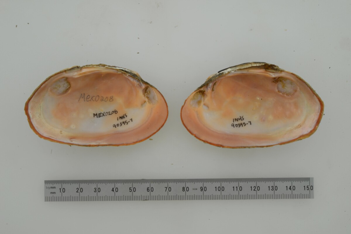 Disconaias fimbriata image