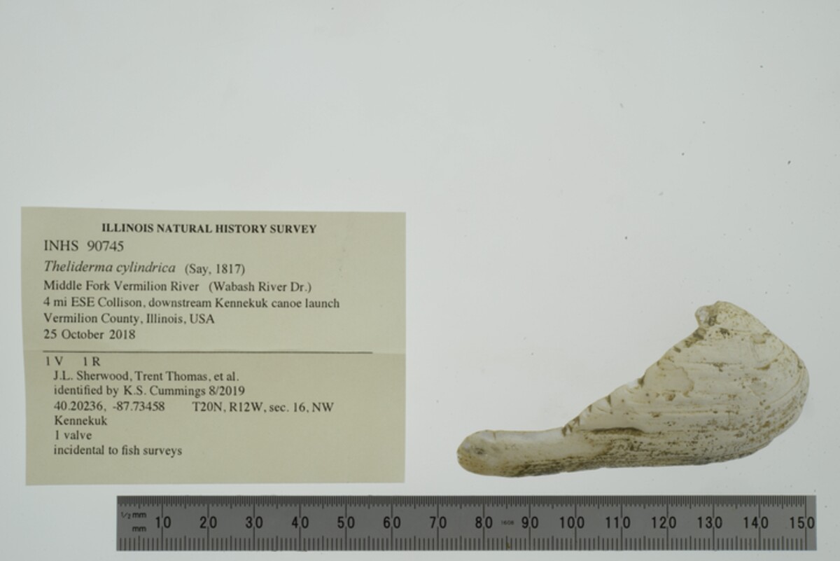 Theliderma cylindrica image