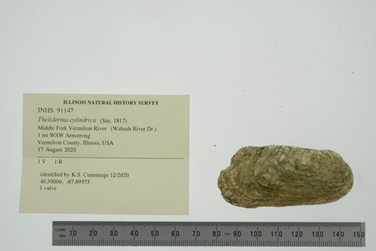 Theliderma cylindrica image