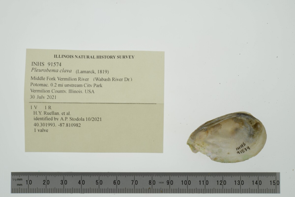 Pleurobema clava image