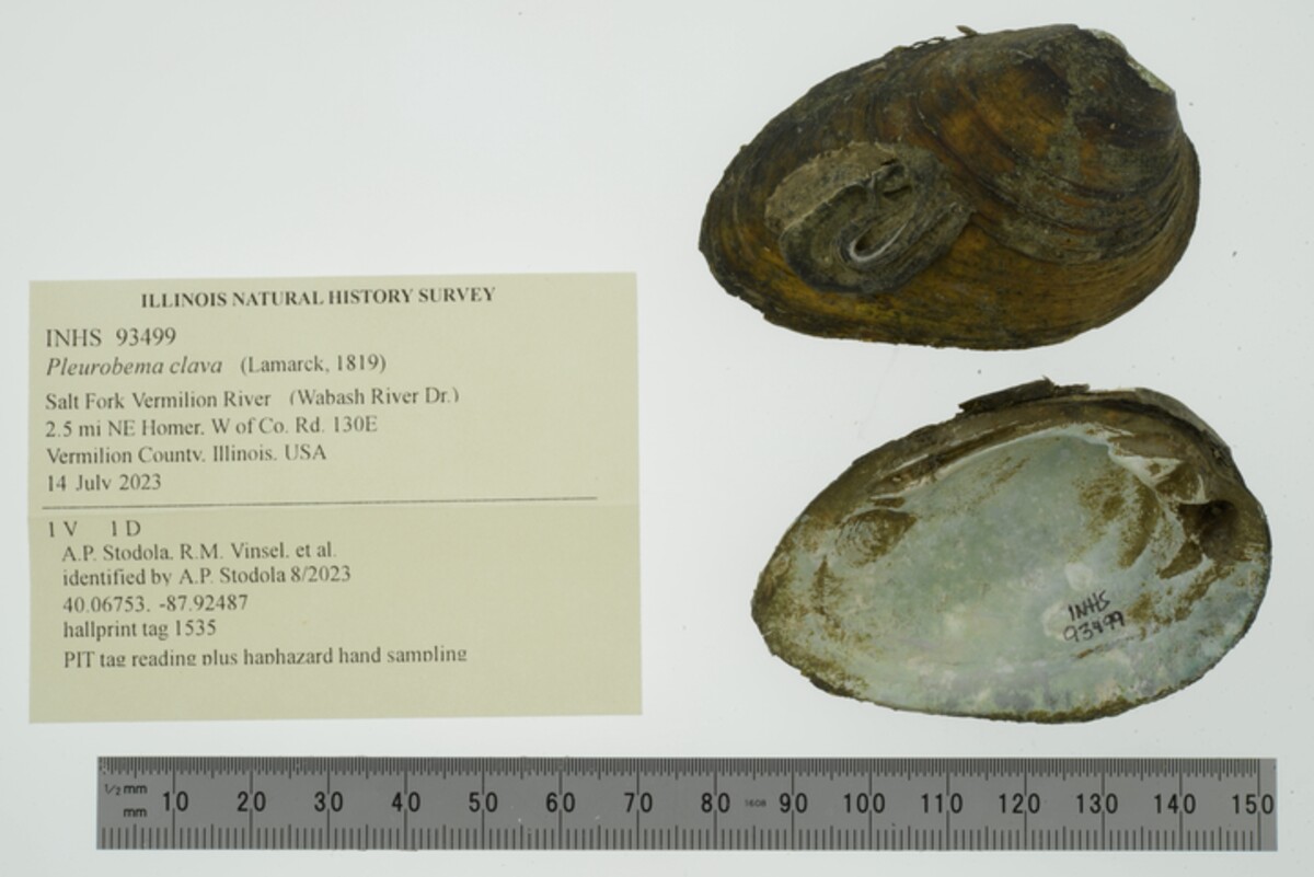 Pleurobema clava image