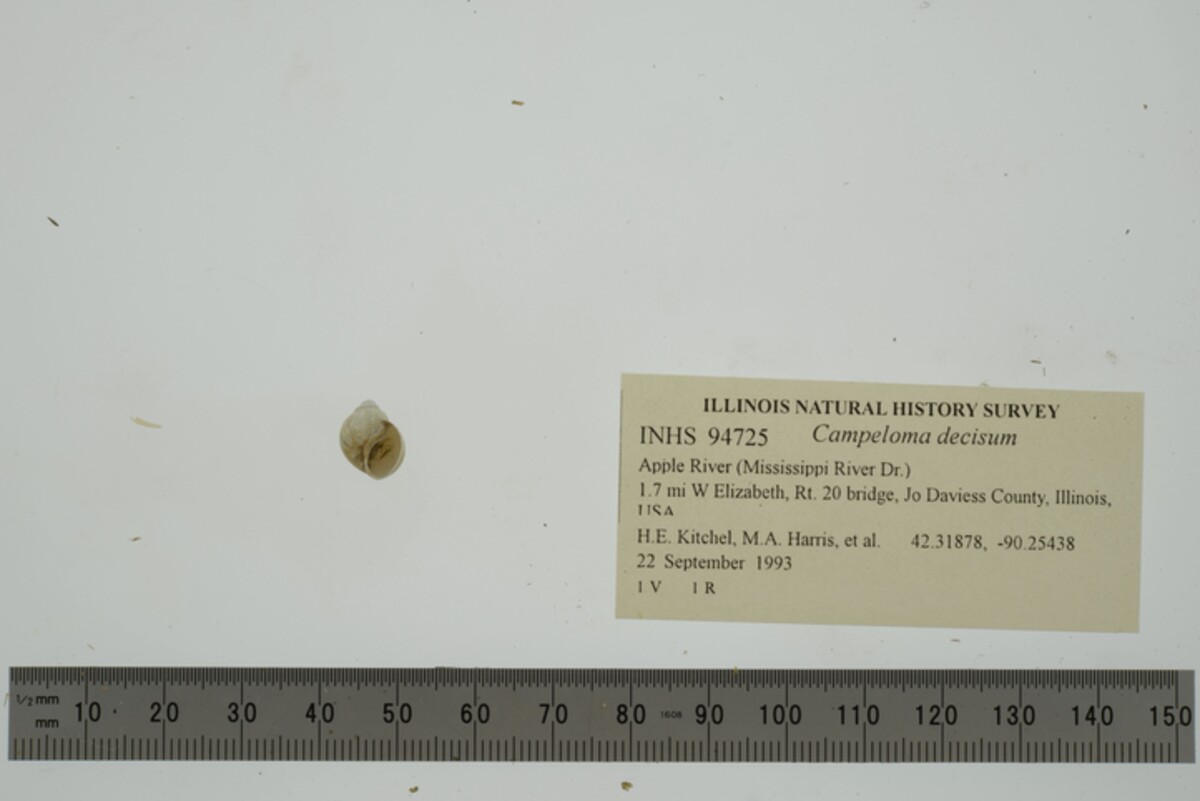 Campeloma image