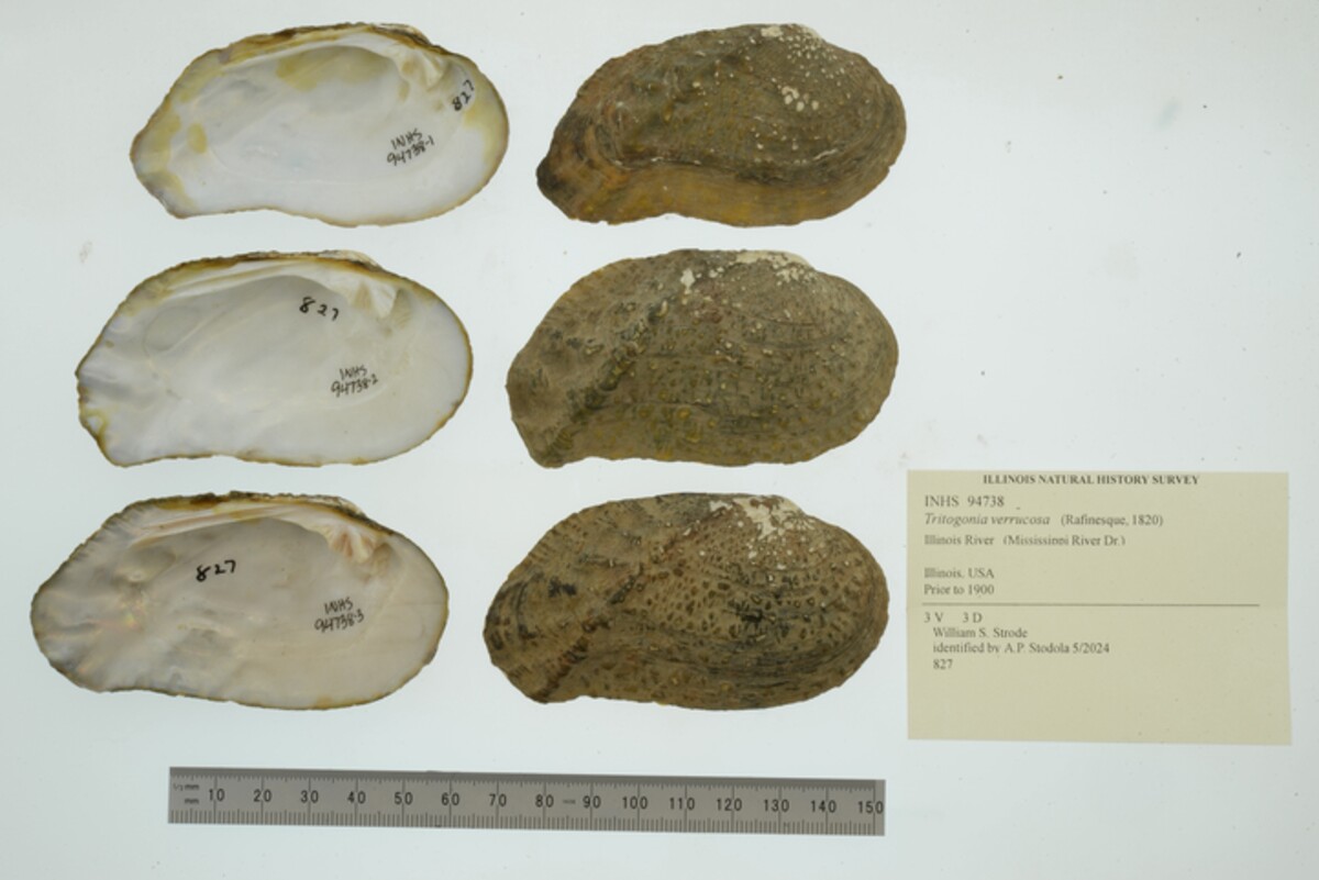 Tritogonia verrucosa image