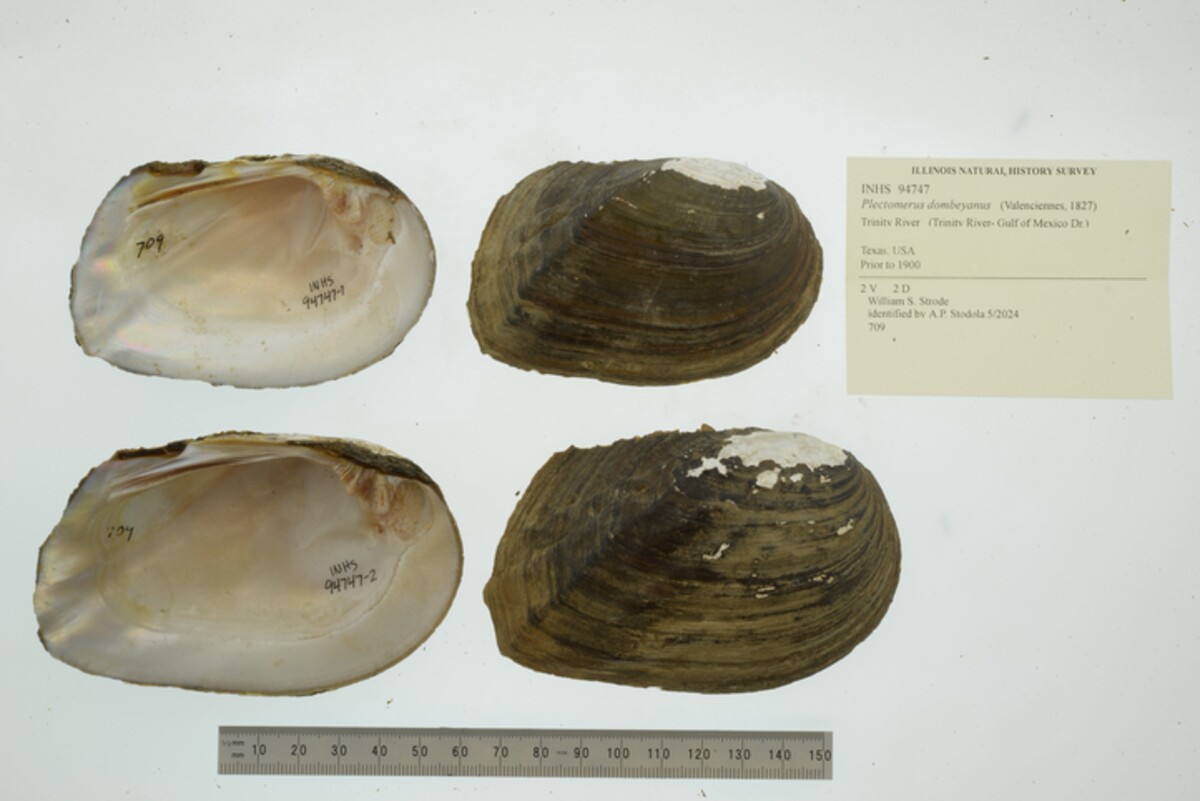 Plectomerus dombeyanus image