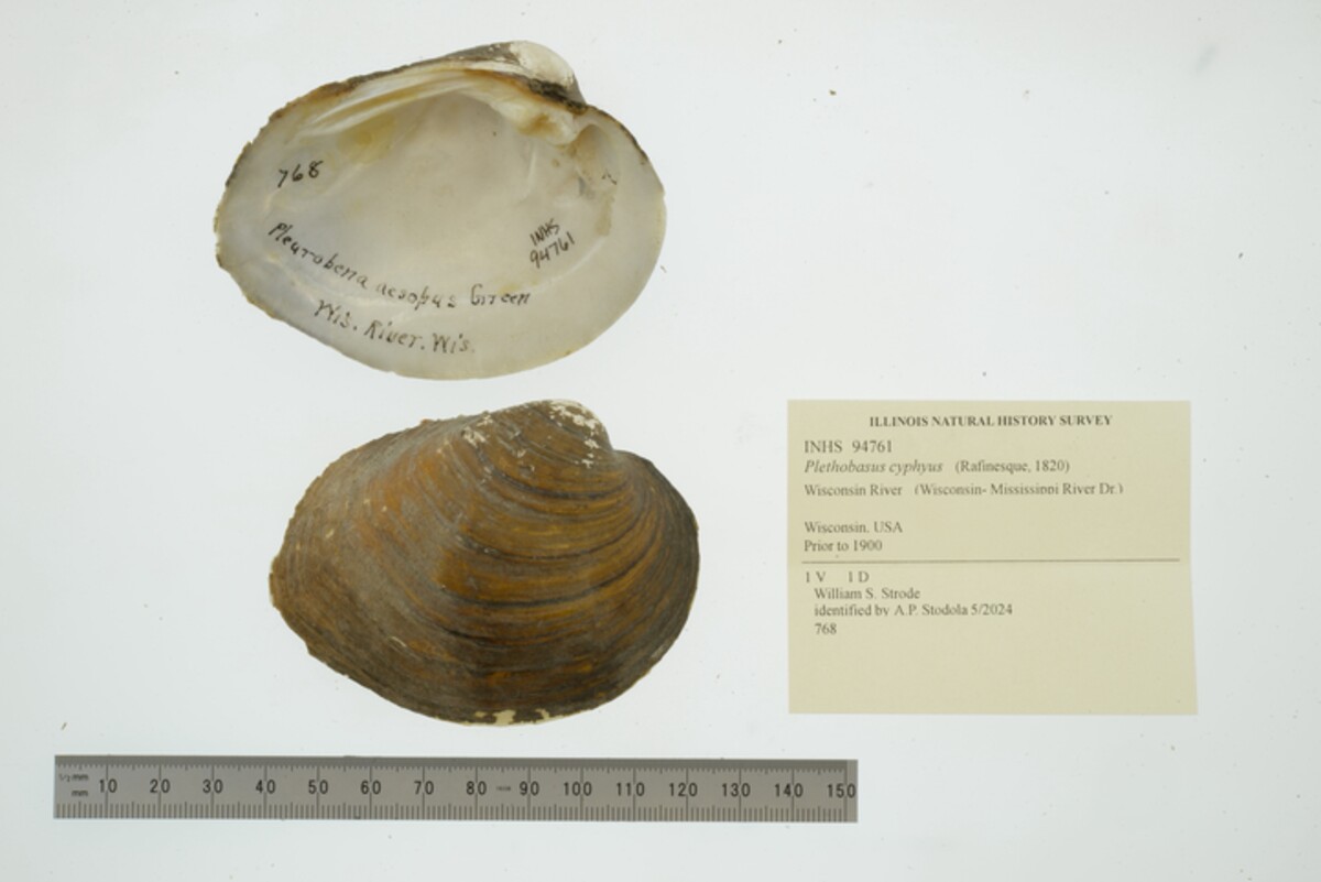 Plethobasus cyphyus image