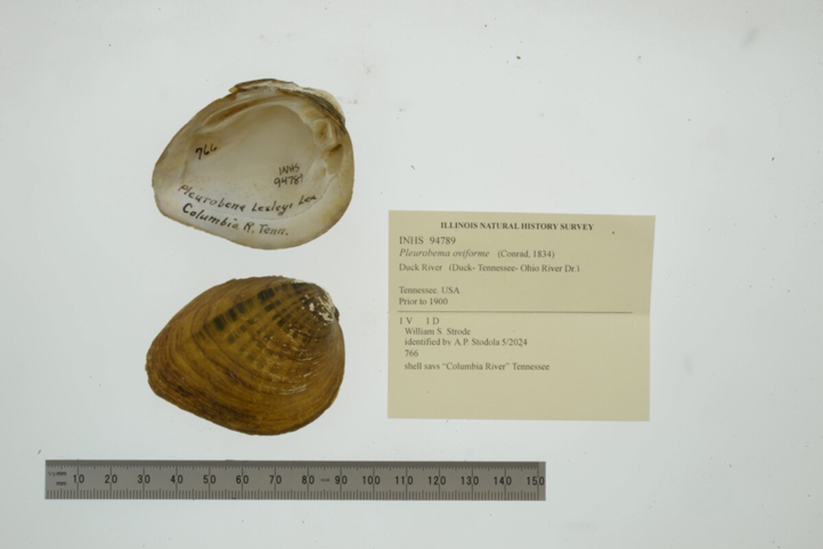 Pleurobema oviforme image