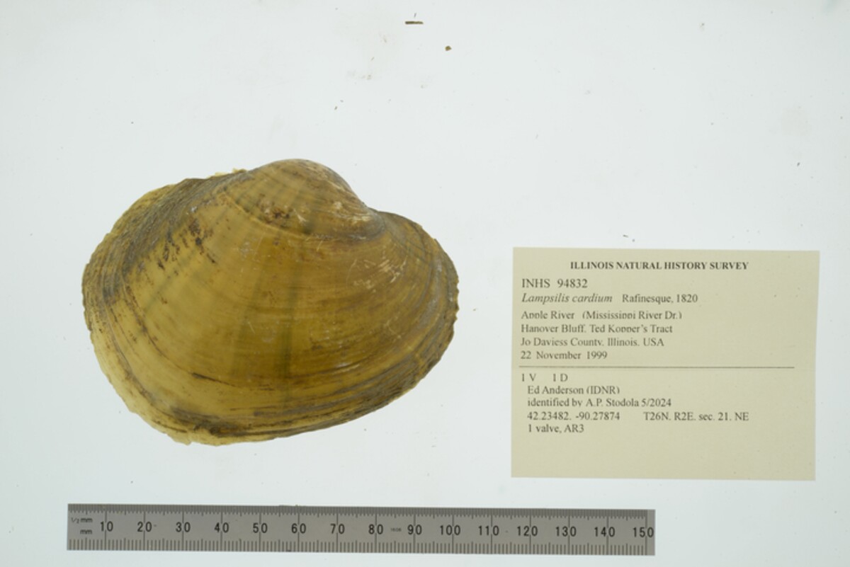 Lampsilis cardium image