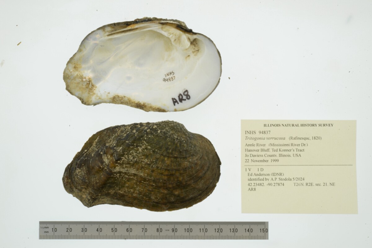 Tritogonia verrucosa image