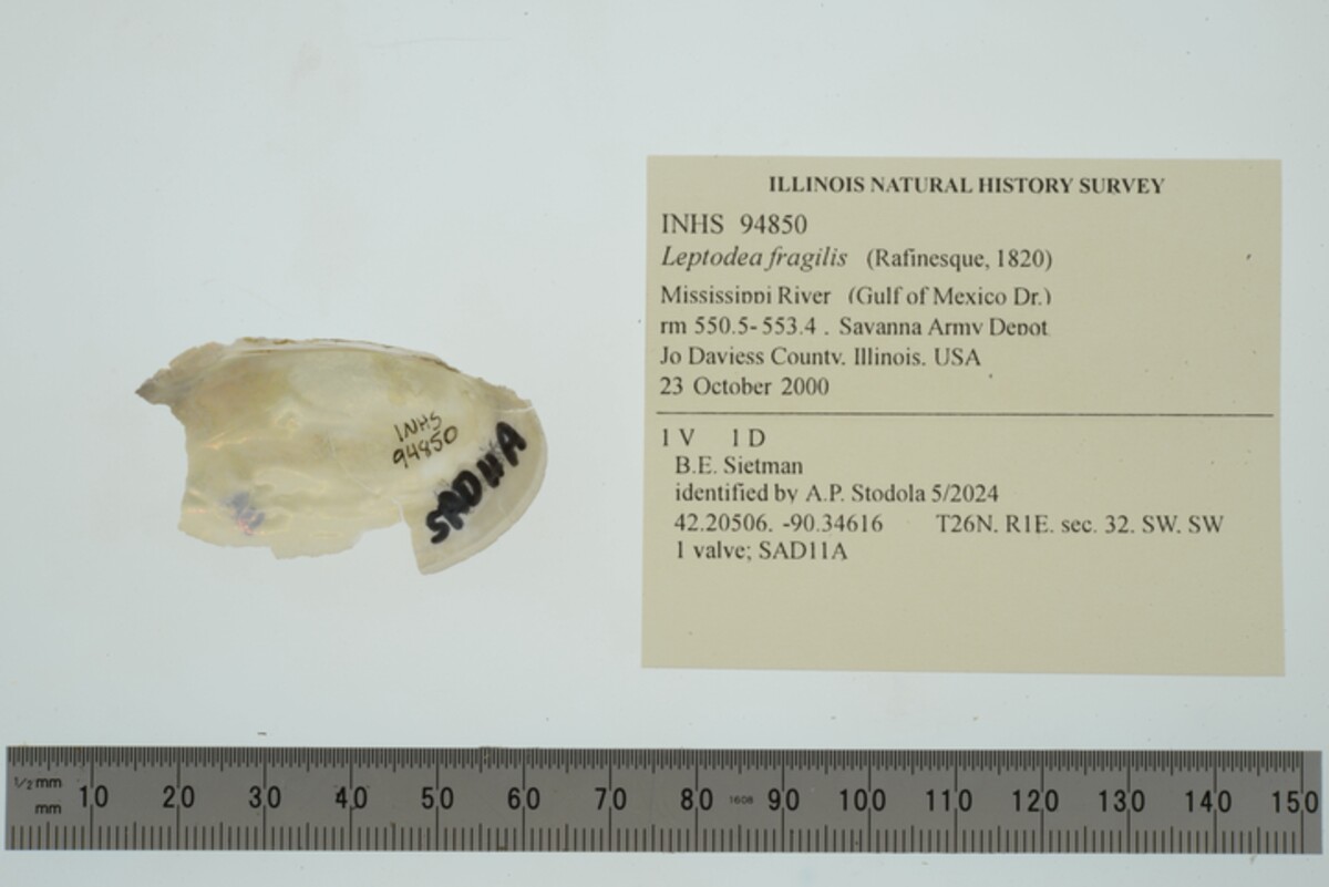 Leptodea fragilis image