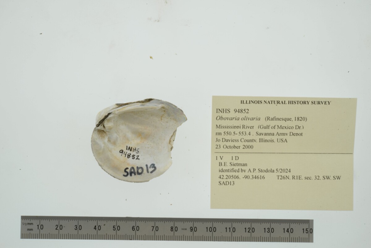 Obovaria olivaria image