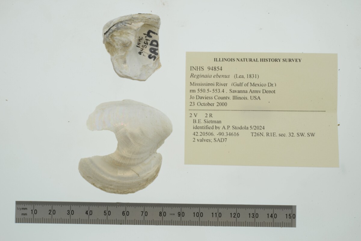 Fusconaia ebena image