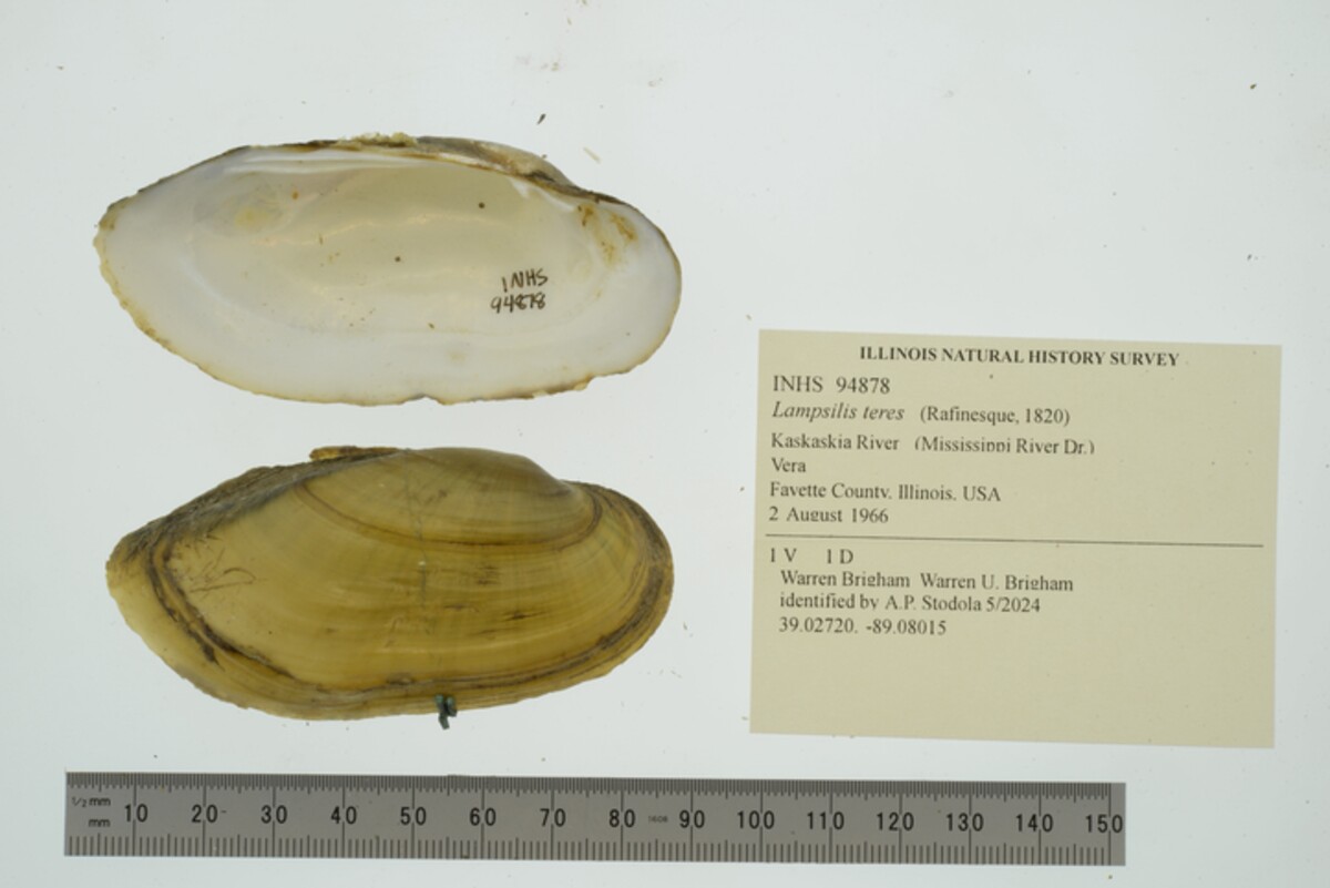Lampsilis teres image