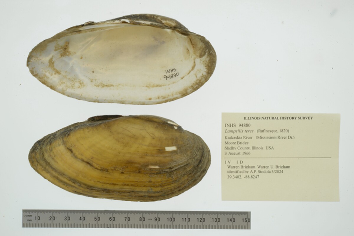 Lampsilis teres image