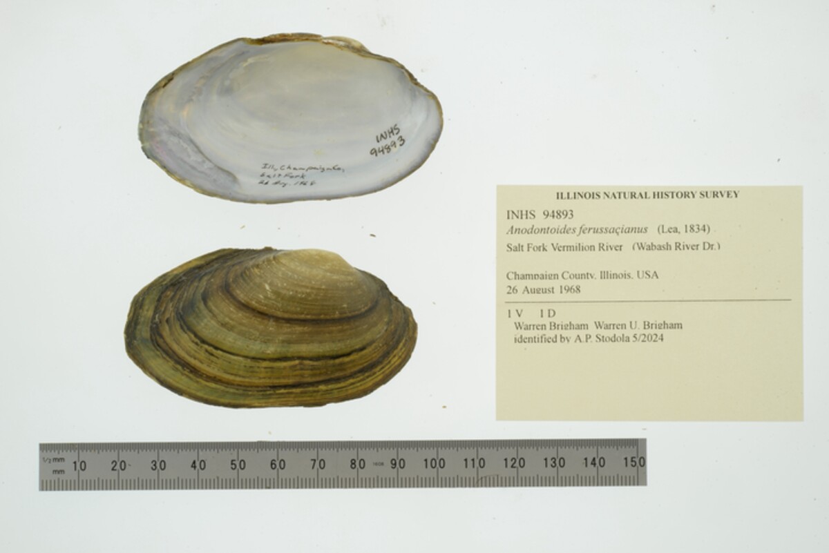 Anodontoides ferussacianus image