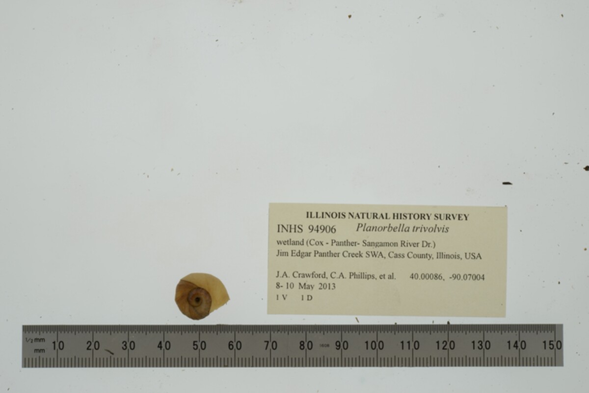 Planorbella trivolvis image