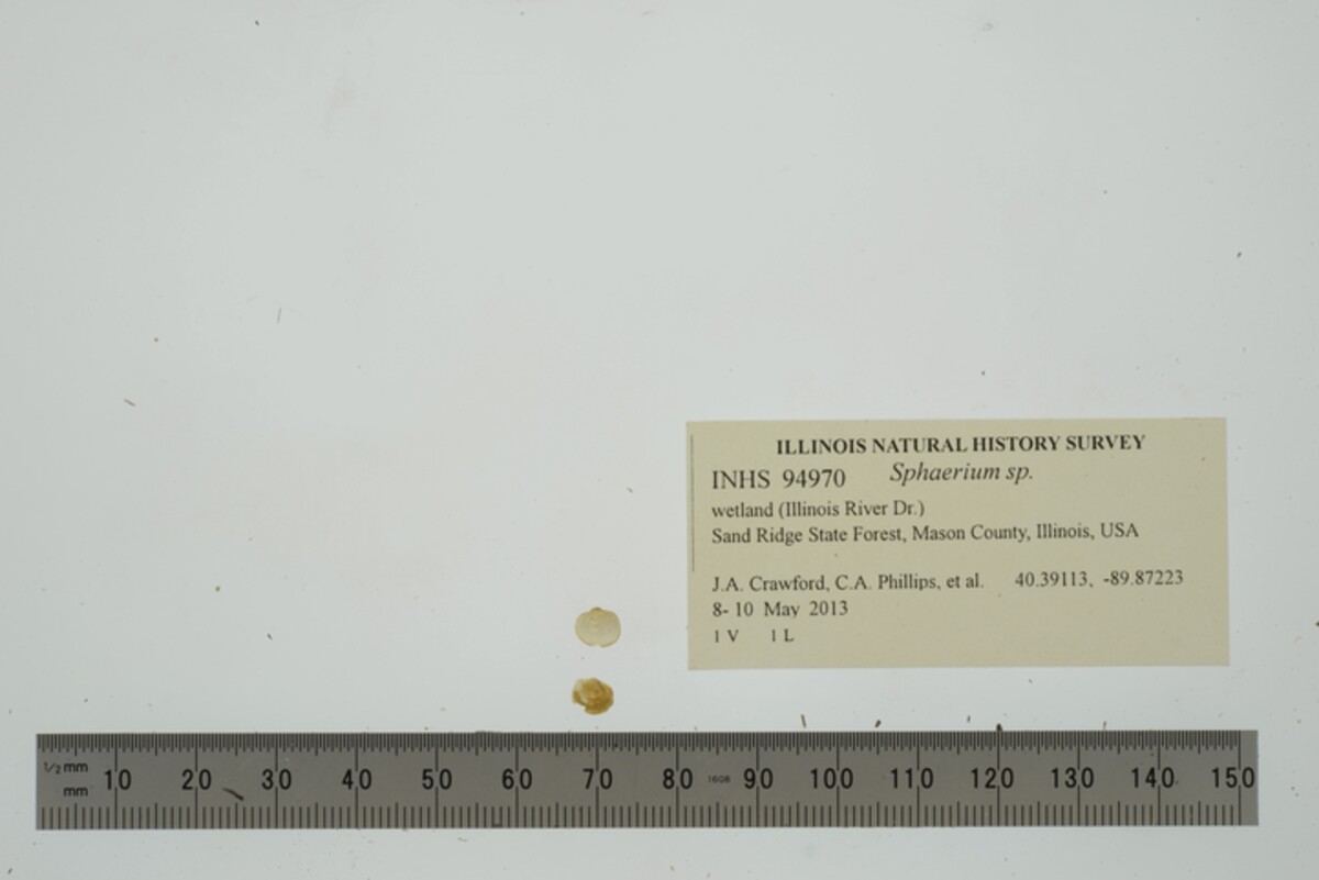 Sphaerium image