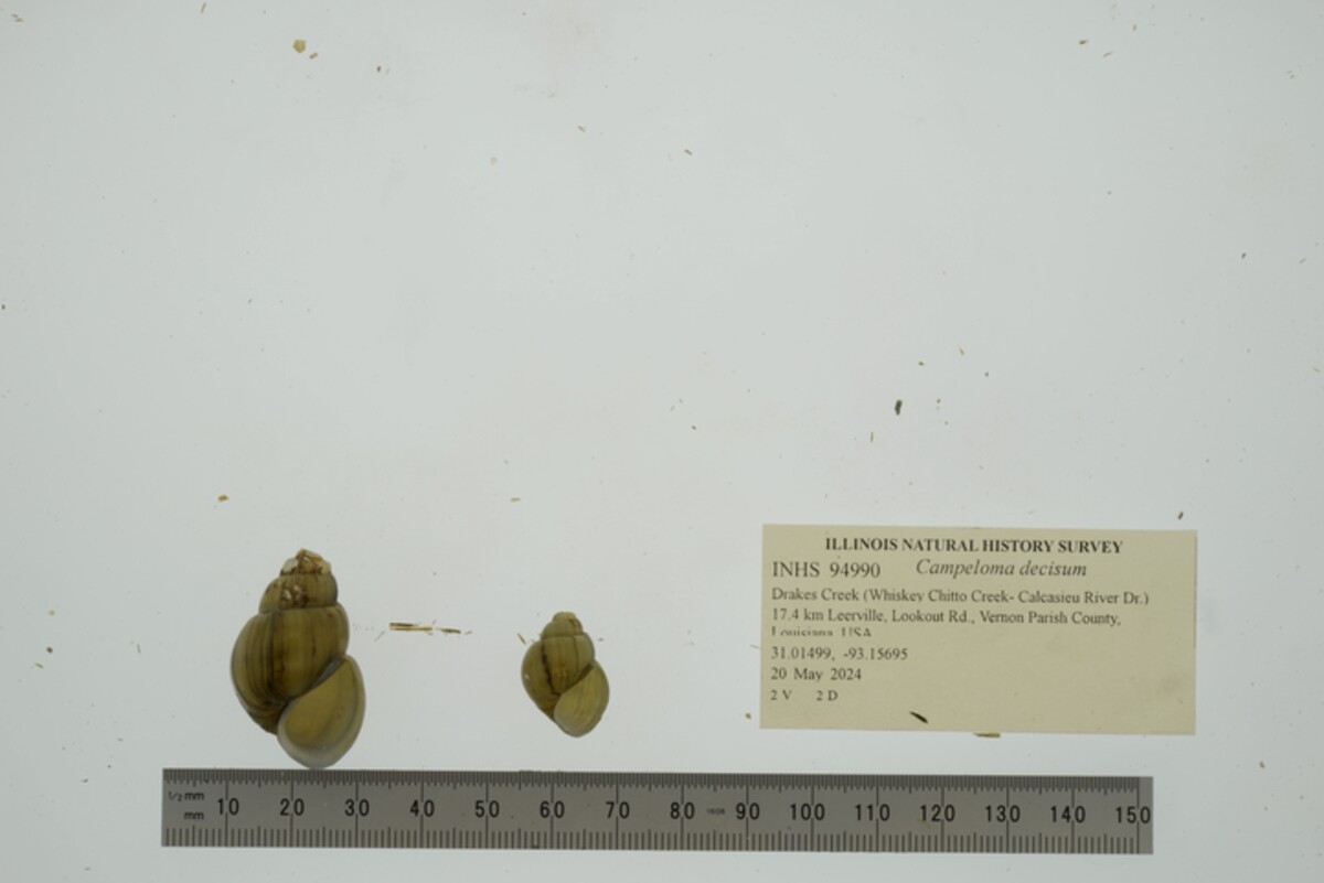 Campeloma image