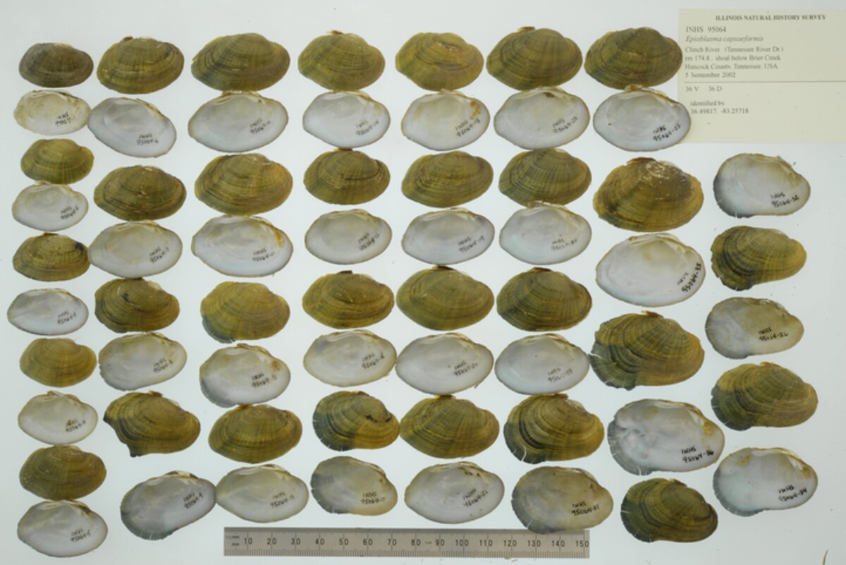 Epioblasma capsaeformis image