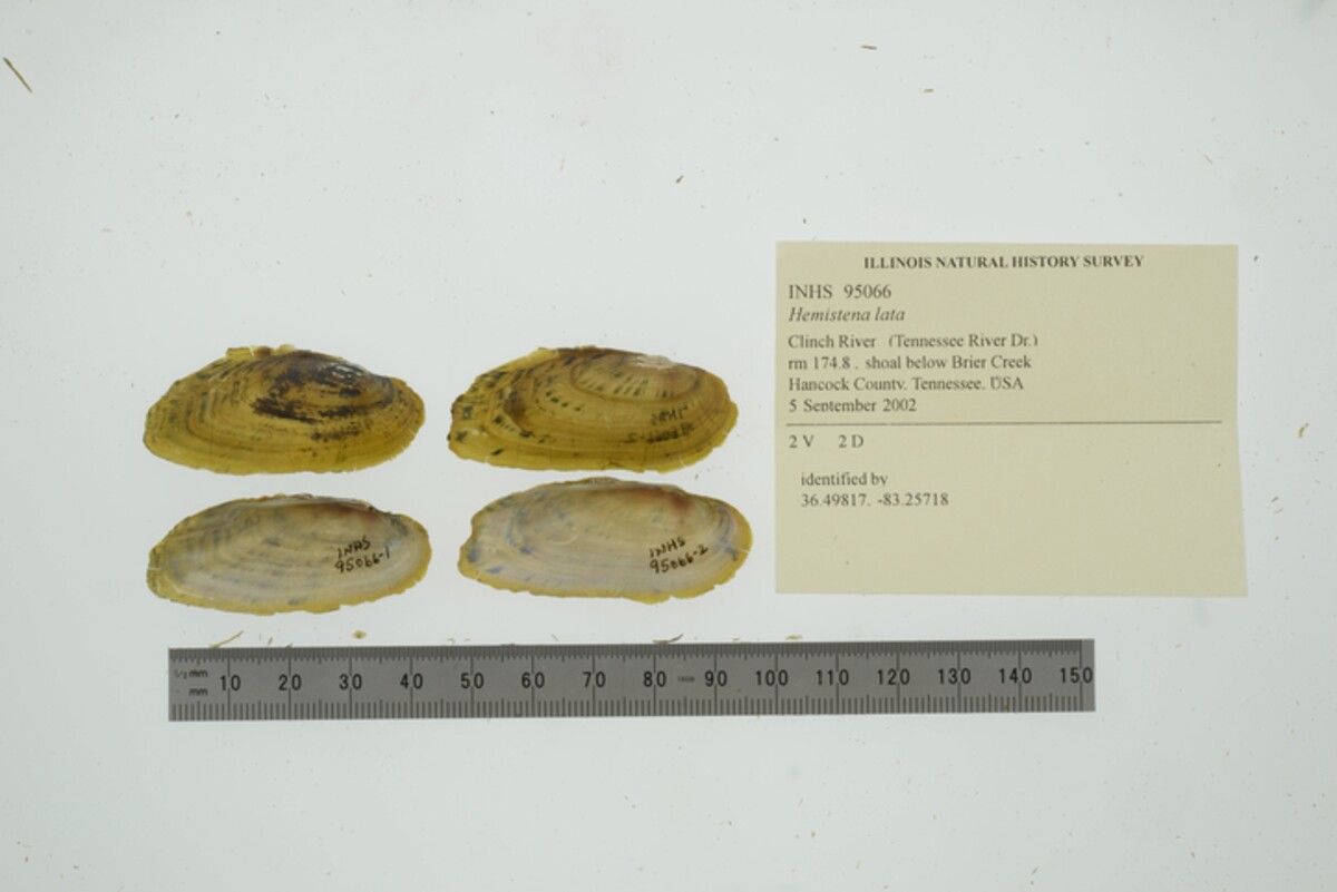 Hemistena lata image