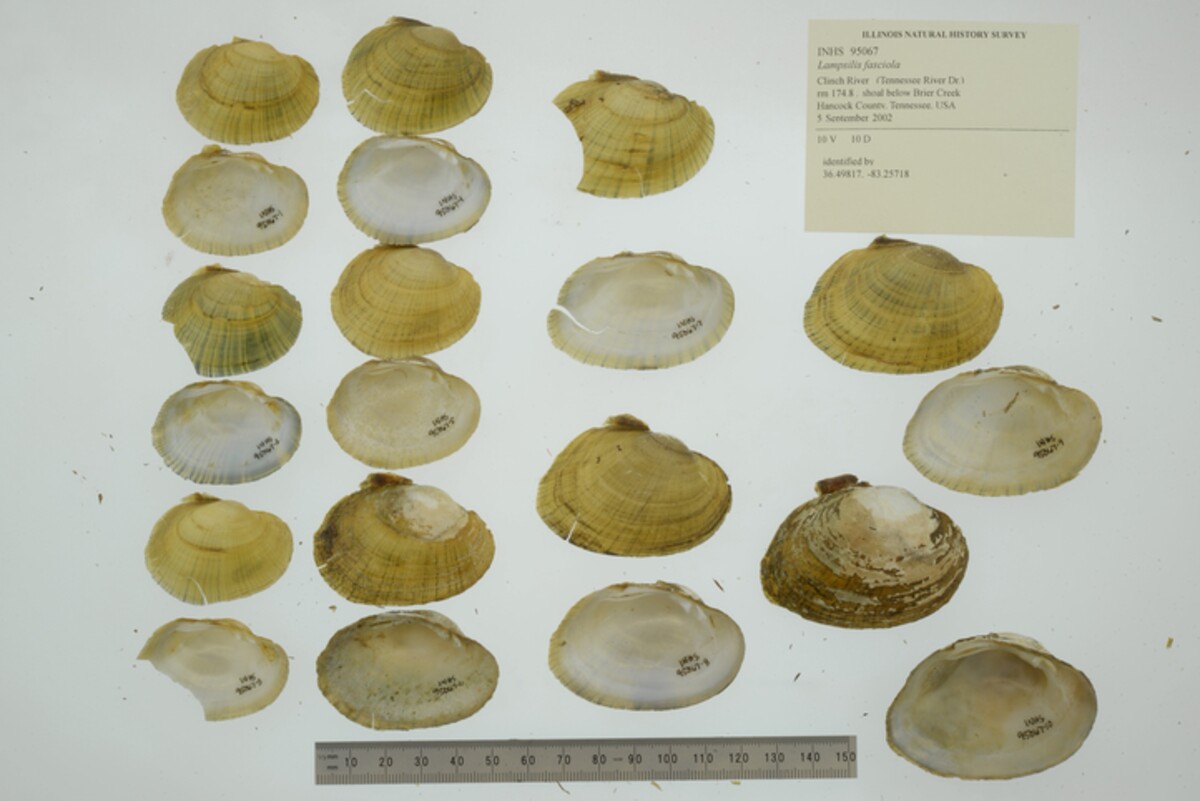 Lampsilis fasciola image