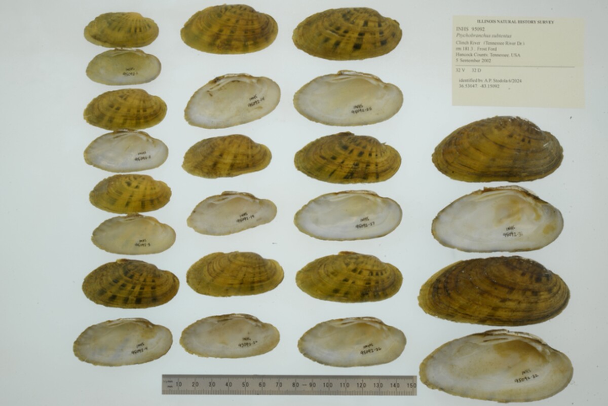 Ptychobranchus subtentus image