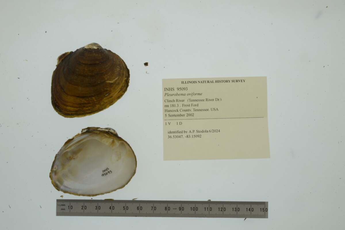 Pleurobema oviforme image