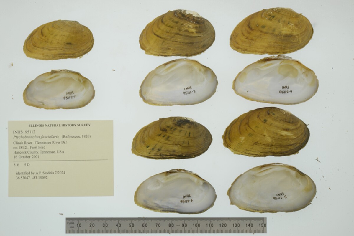 Ptychobranchus fasciolaris image