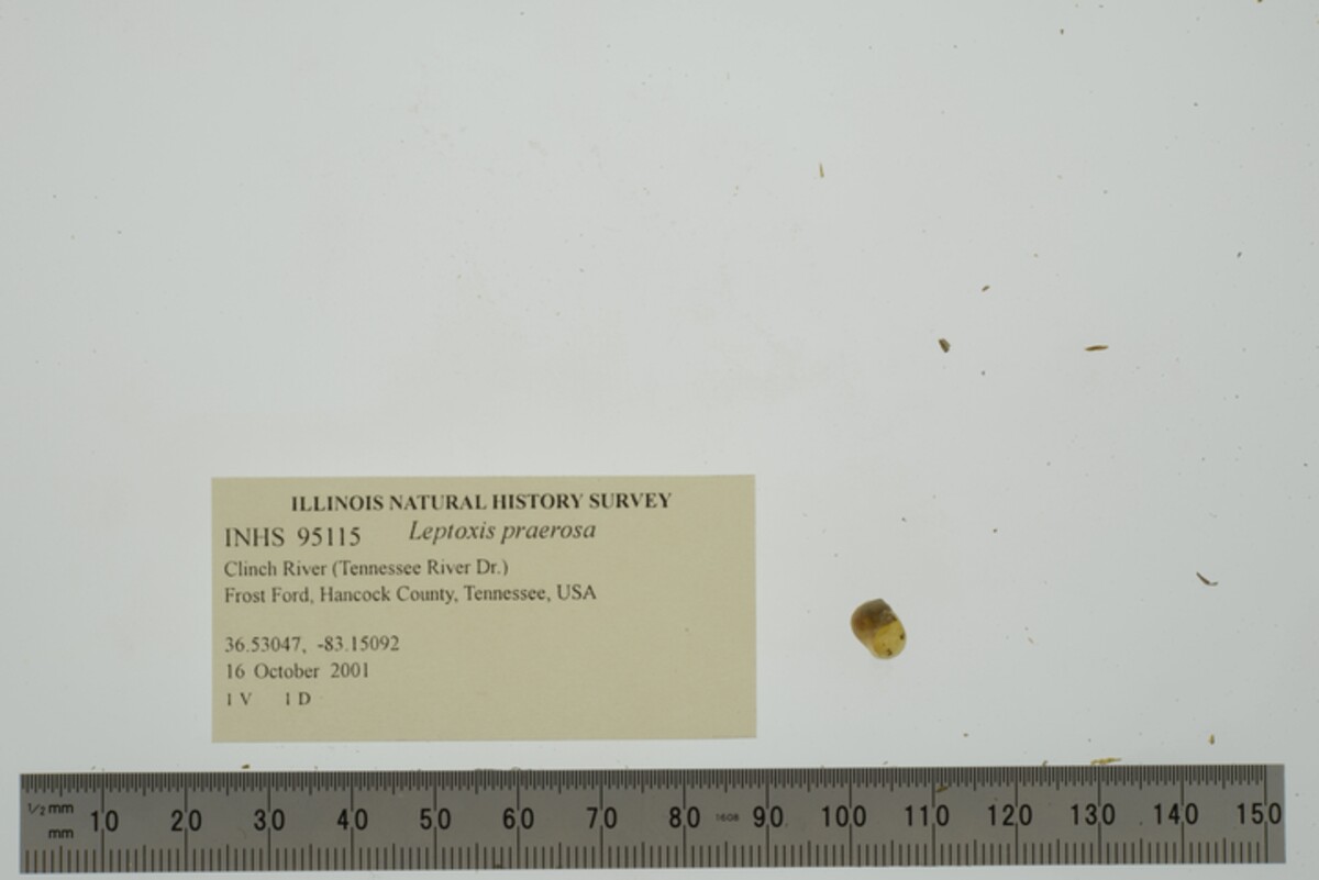 Leptoxis image