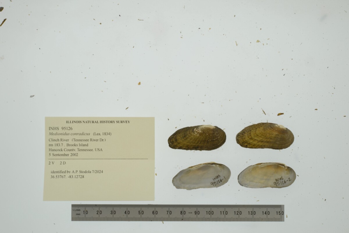 Medionidus conradicus image