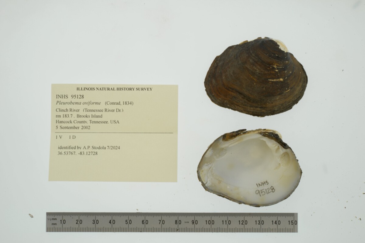 Pleurobema oviforme image