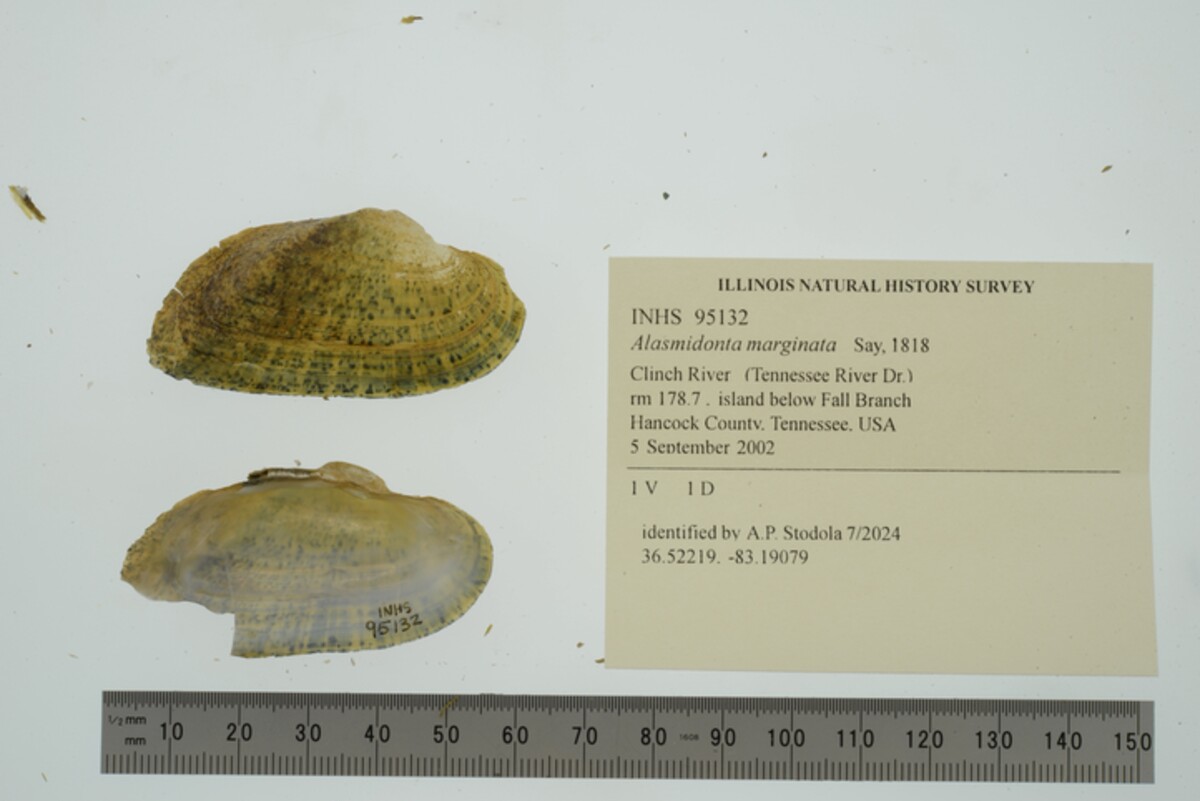 Alasmidonta marginata image