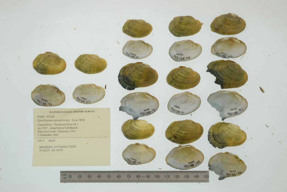 Epioblasma capsaeformis image