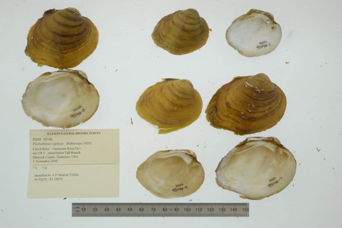 Plethobasus cyphyus image