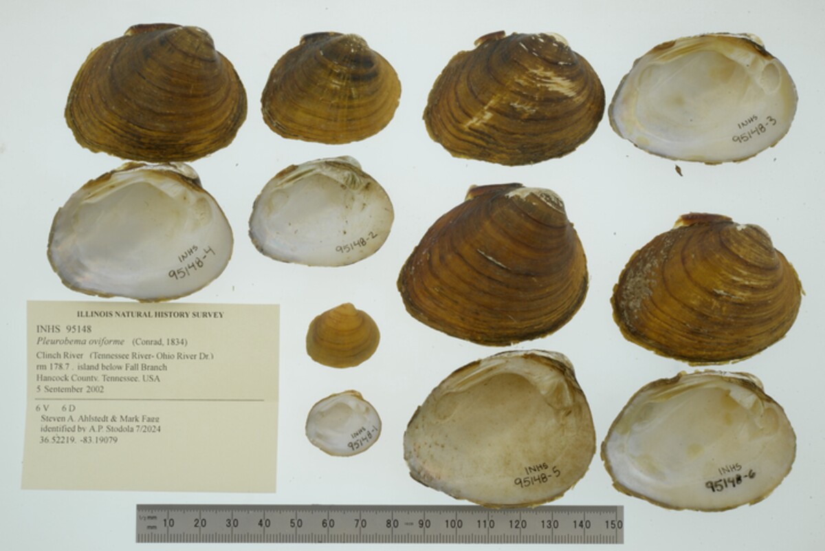 Pleurobema oviforme image