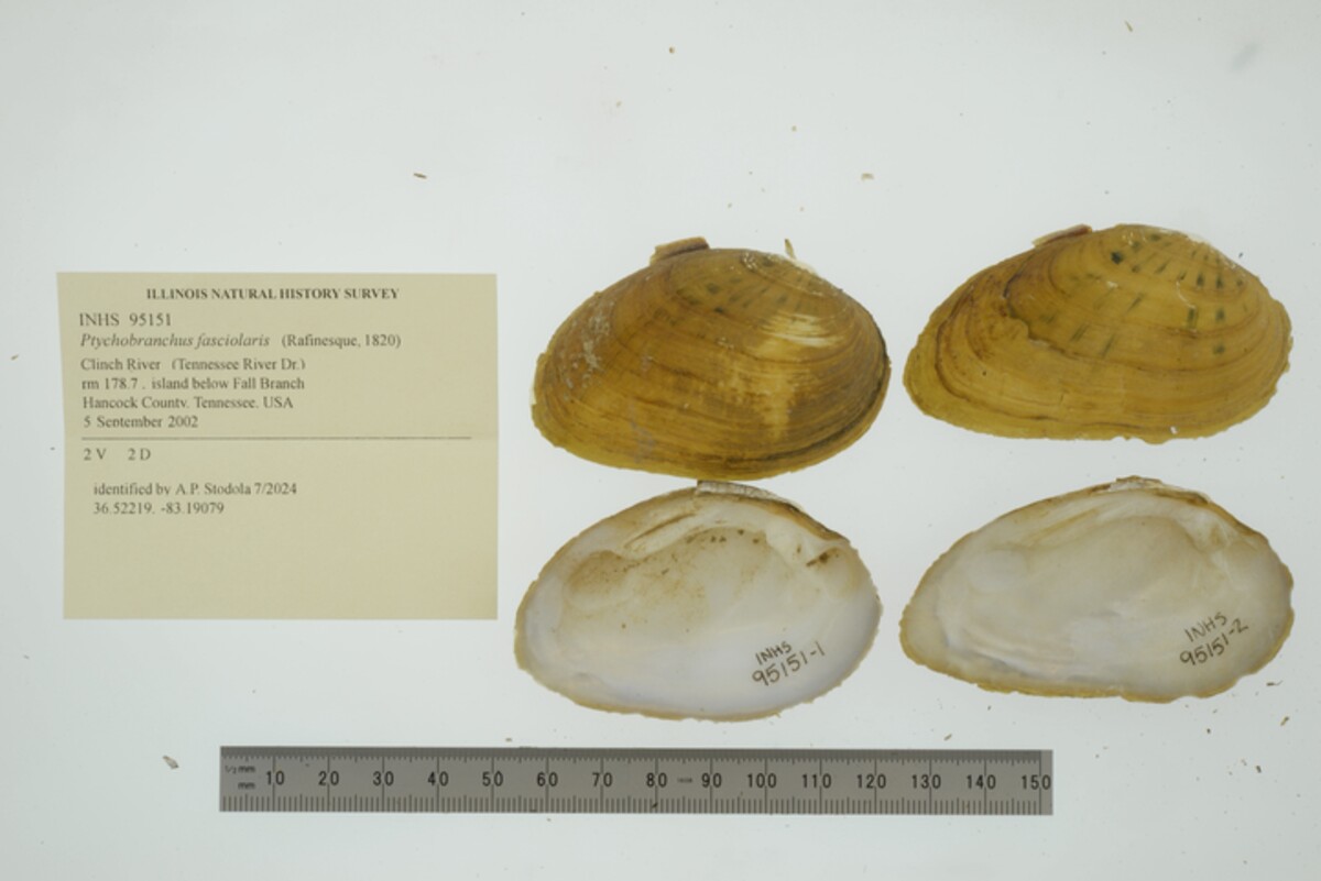 Ptychobranchus fasciolaris image