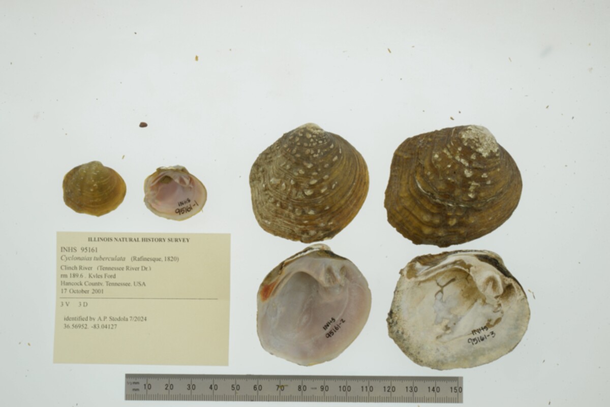 Cyclonaias tuberculata image