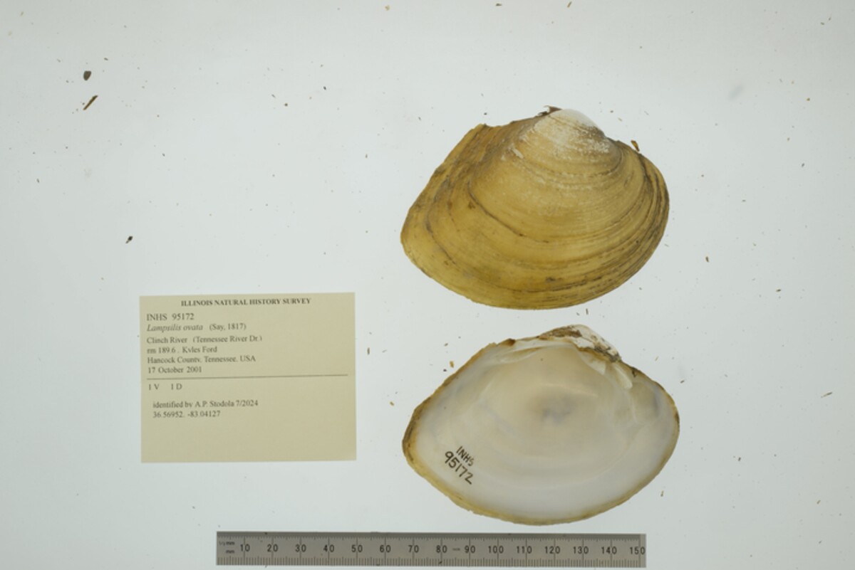 Lampsilis ovata image