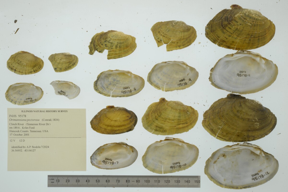 Ortmanniana pectorosa image