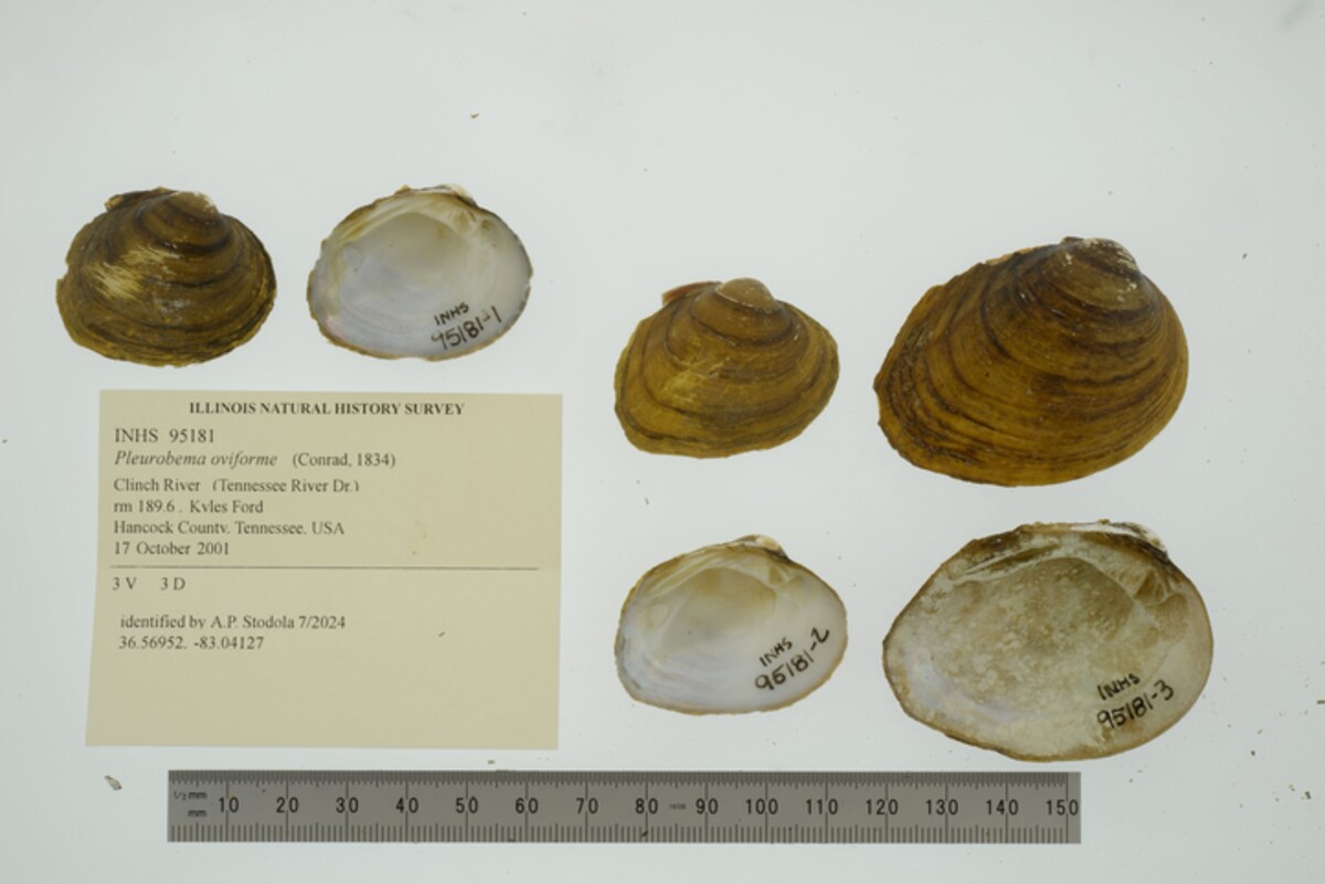 Pleurobema oviforme image