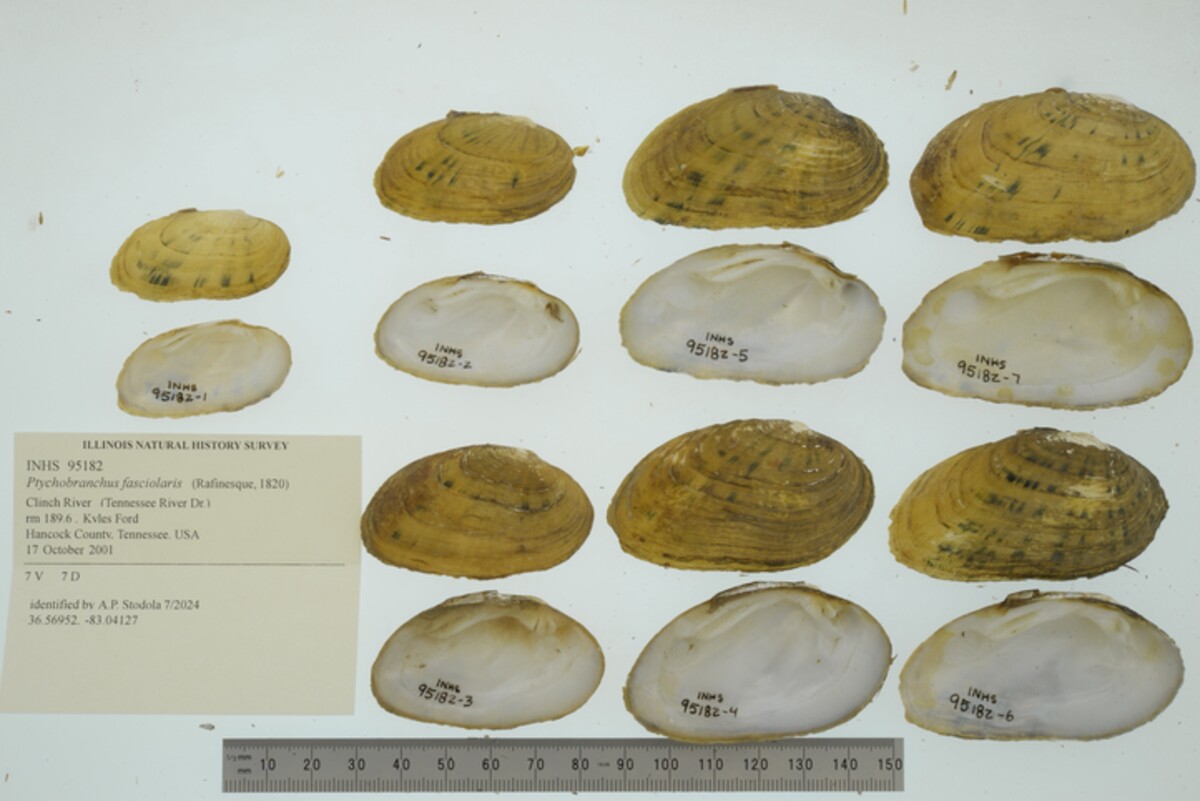 Ptychobranchus fasciolaris image