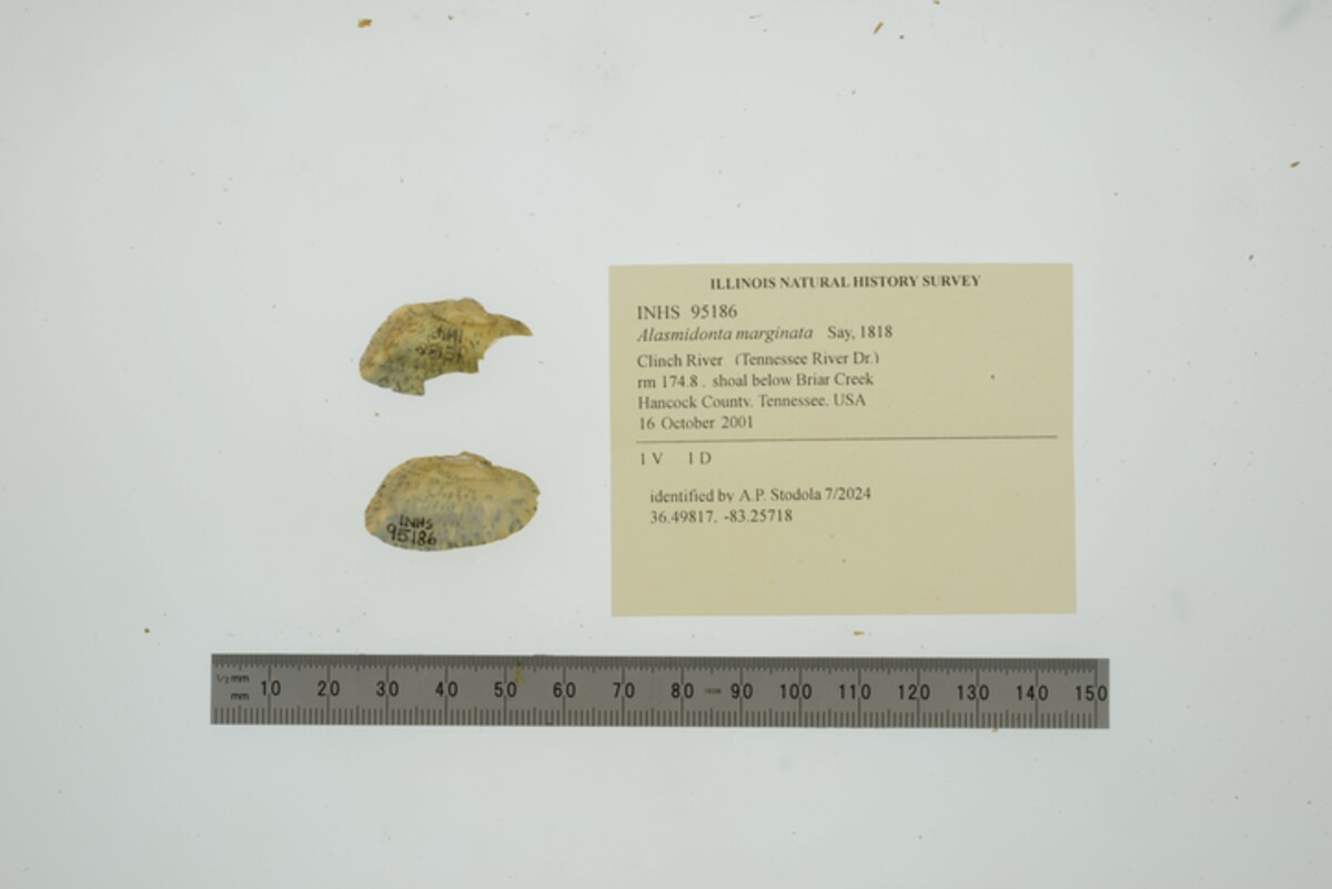 Alasmidonta image