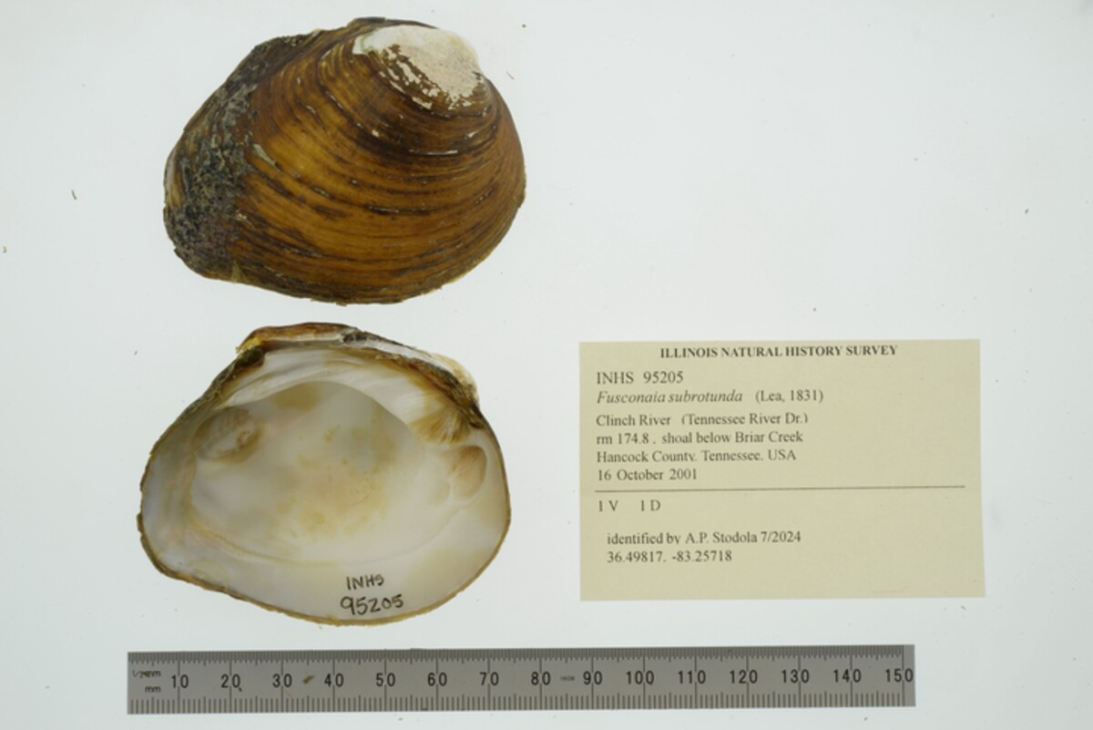 Fusconaia subrotunda image