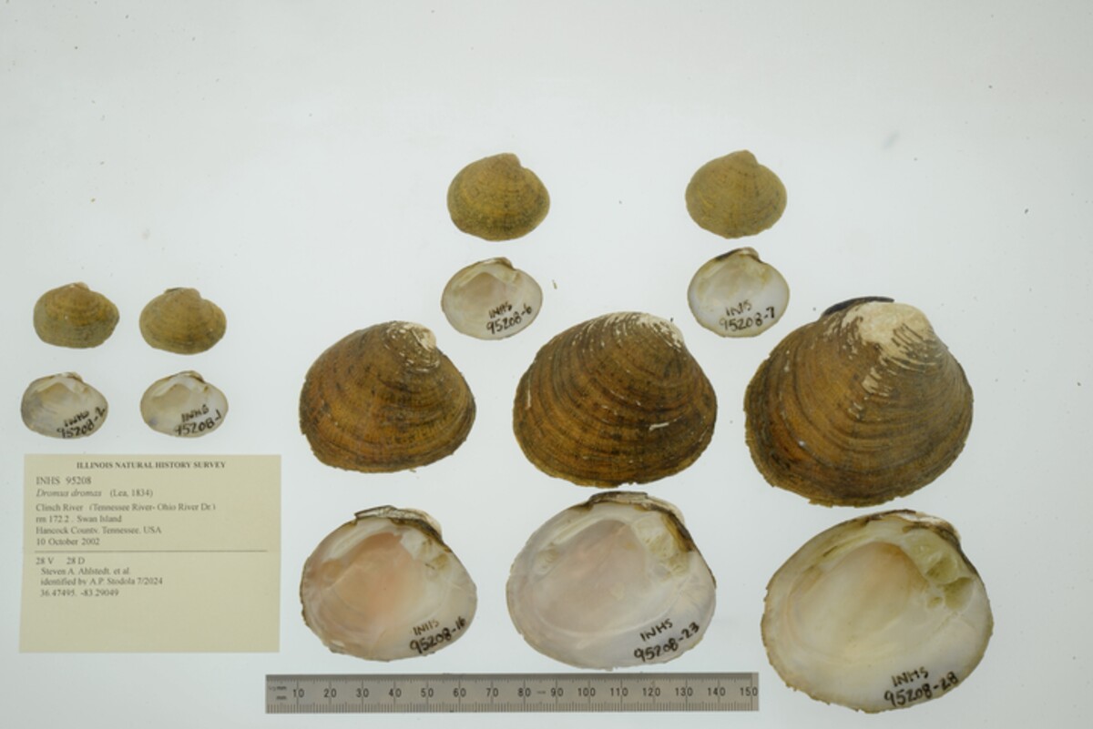 Dromus dromas image