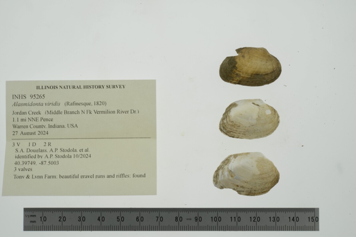 Alasmidonta viridis image