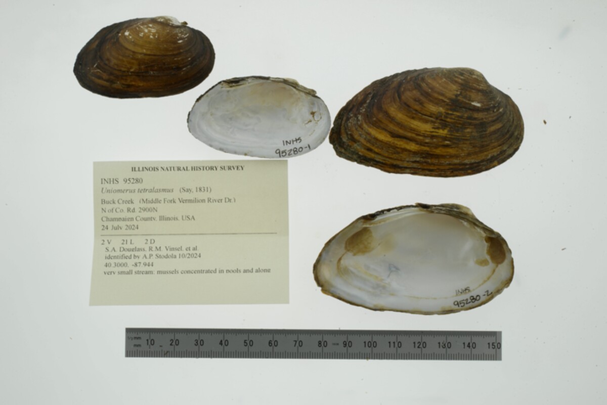 Uniomerus image