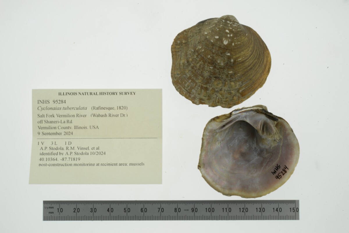 Cyclonaias tuberculata image